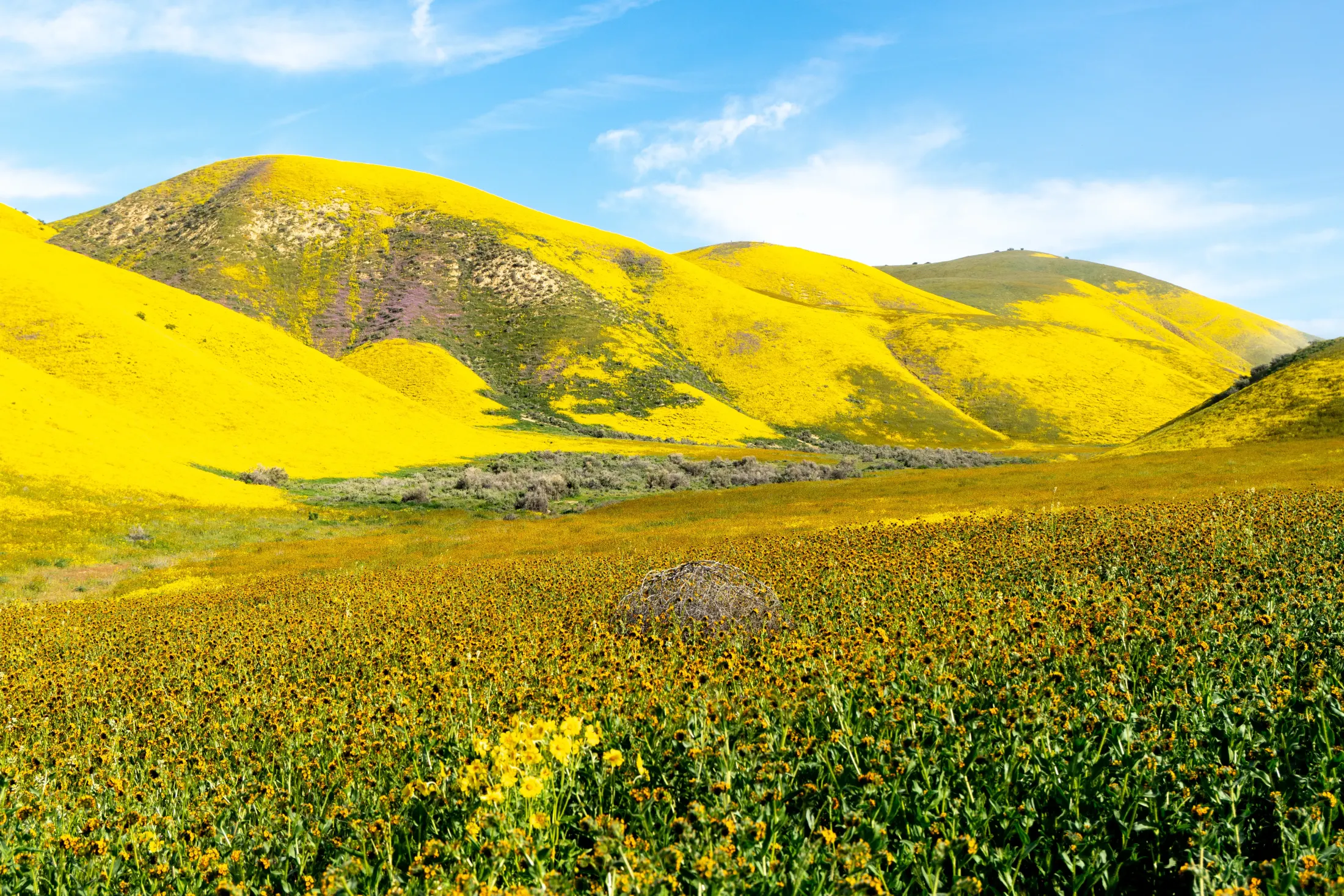 California native wildflowers in bloom across the Carrizo Plain grasslands