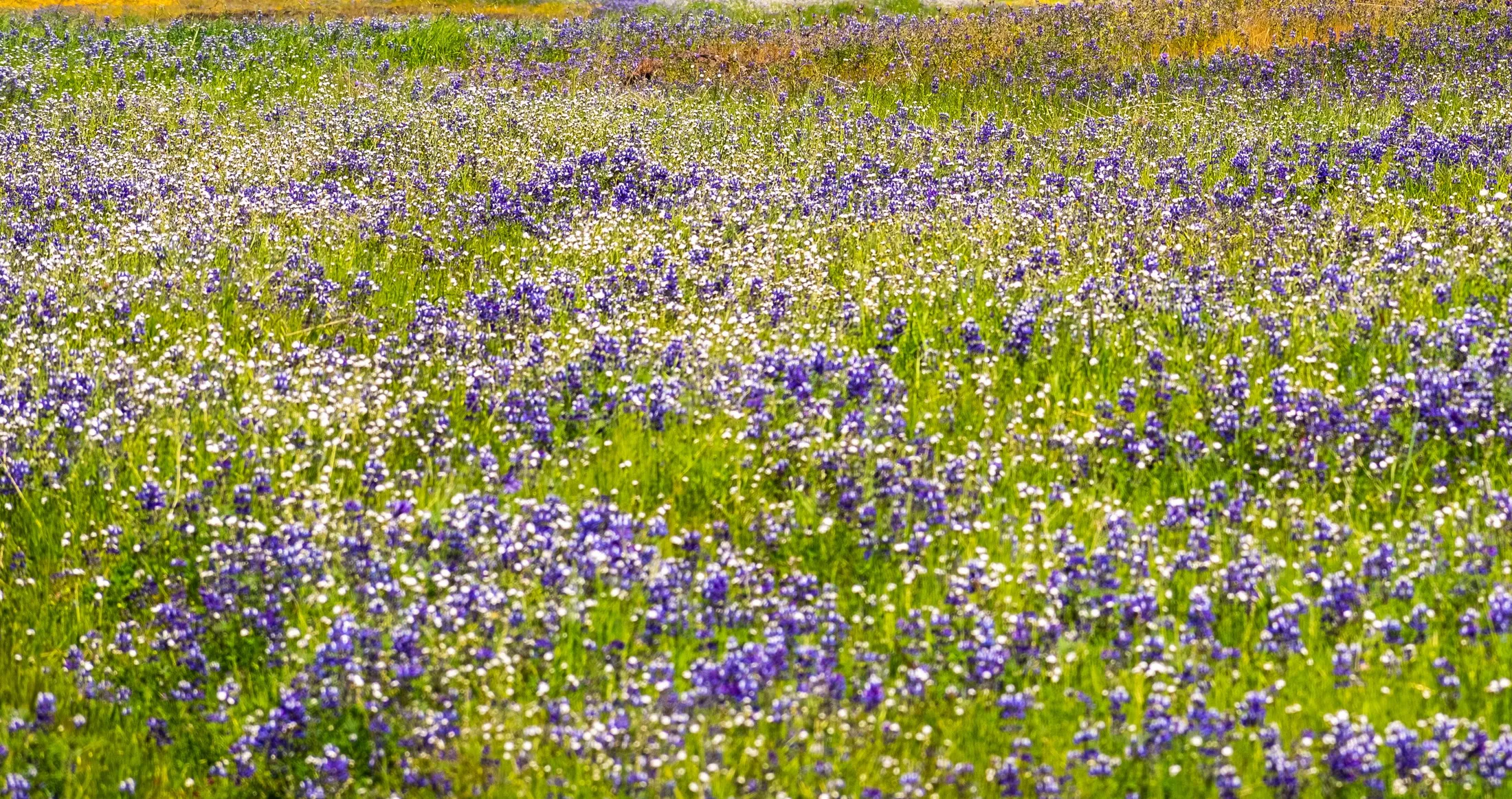 Native lupine wildflowers blooming in the Sierra Nevada foothills, ancestral Miwok homeland