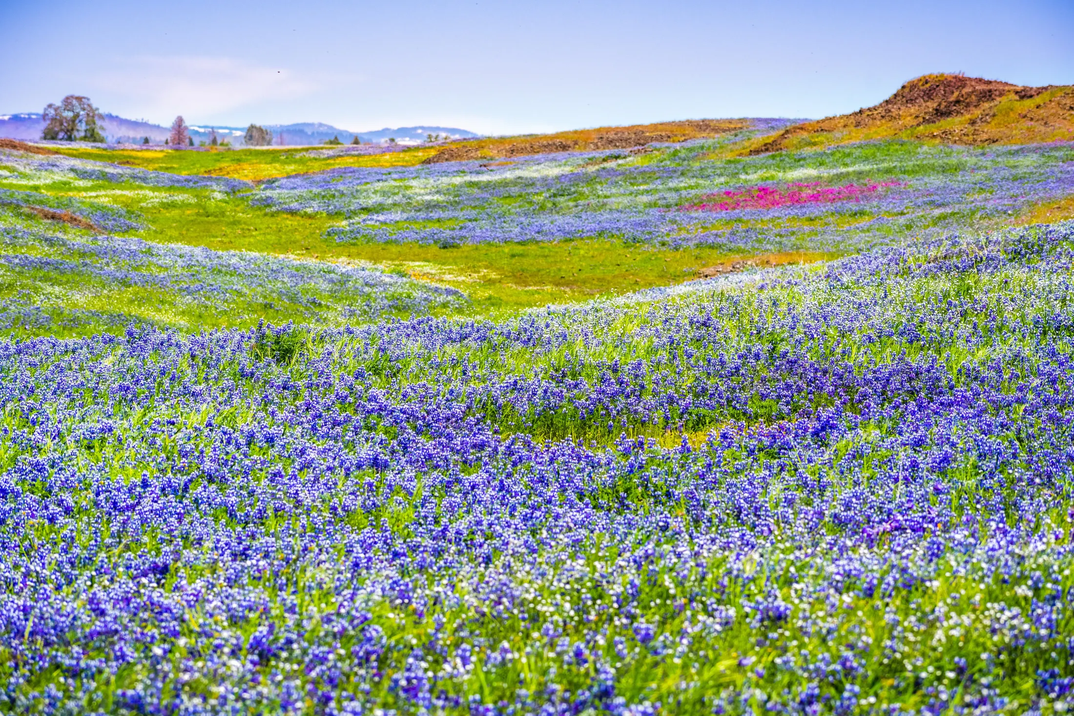 Lupine wildflowers blooming across a Sierra Nevada foothill meadow