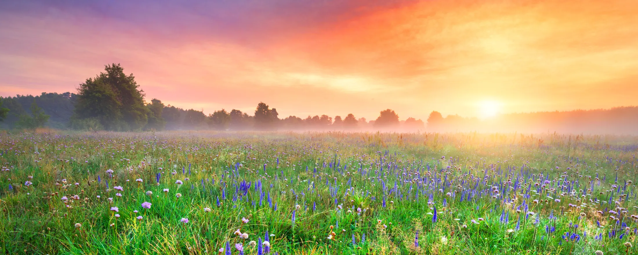 Sunrise over a Sierra Nevada foothill meadow, symbolizing renewal and tribal self-determination