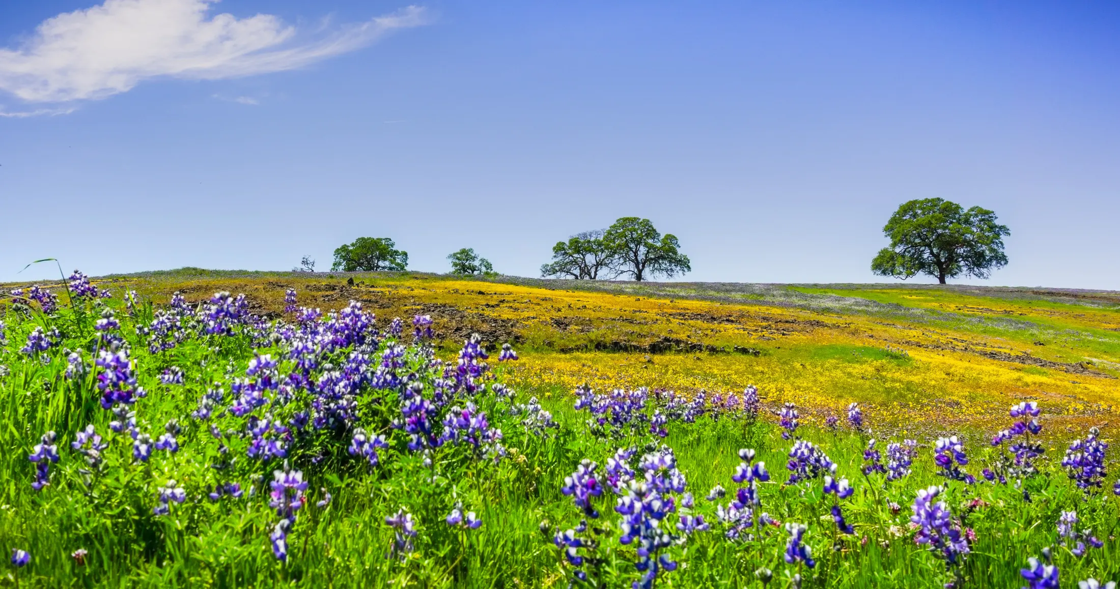 Panoramic view of Table Mountain in the Sierra Nevada foothills, ancestral homeland of the California Valley Miwok Tribe